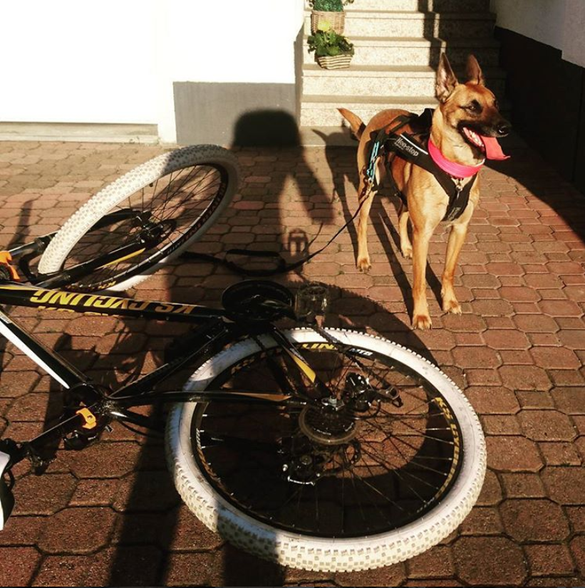 Dogscooter/Bikejöring CaniTales