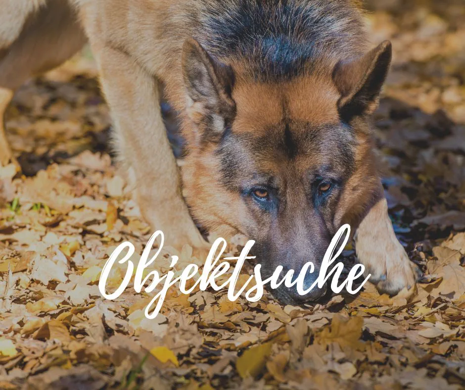 Objektsuche Braunschweig Hund